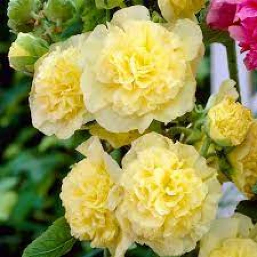 Double Yellow
